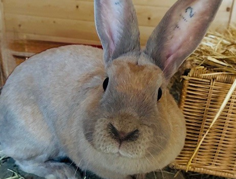 News aus dem Hasenstall #1