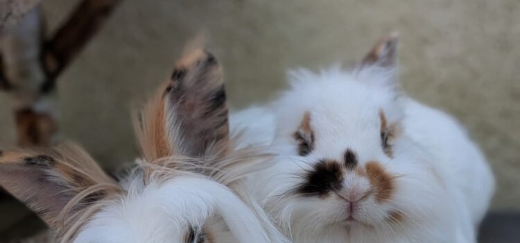 News aus dem Hasenstall #2