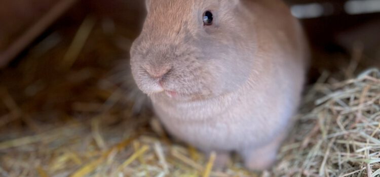 News aus dem Hasenstall #3